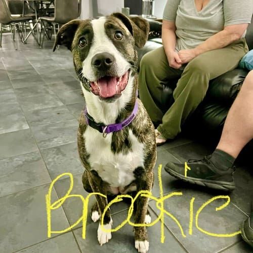 Pitbull named Brookie practicing obedience training in Glendale Arizona