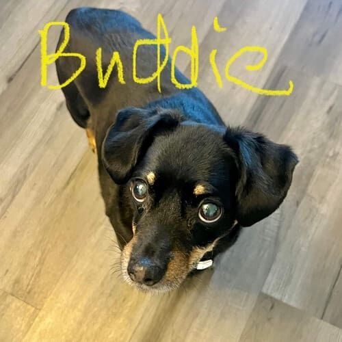 Dachshund named Buddie receiving overnight in-home pet sitting care in Peoria Arizona