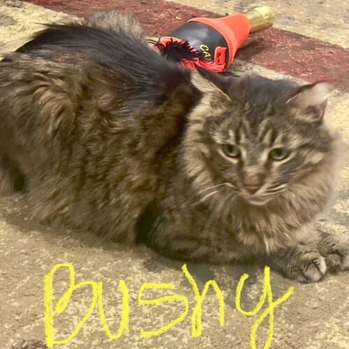 Rescue cat named Bushy relaxing during an in-home pet sitting visit in Peoria Arizona
