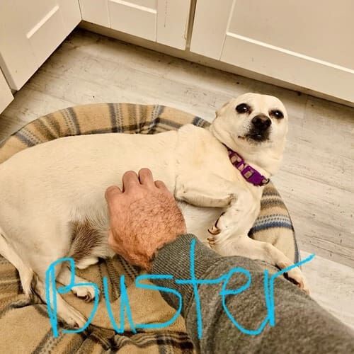 Small dog named Buster receiving in-home pet sitting care with support for fearful behavior in Glendale Arizona