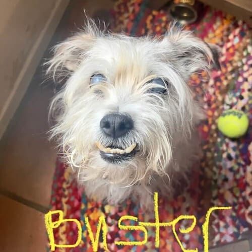 Senior dog named Buster receiving in-home pet care in Glendale Arizona