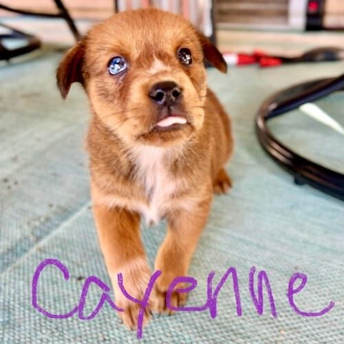 Shepherd mix puppy named Cayenne exploring outside during foster care