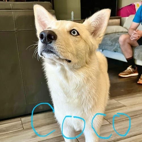White Shepherd Mix Coco excelled during group dog obedience class with FurBabies & Friends in Peoria, AZ.