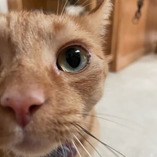 Close-up of a curious cat’s face during a pet sitting visit