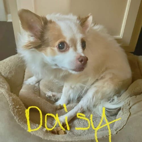 Small dog named Daisy receiving pet sitting care with support for fearful behavior in Peoria Arizona