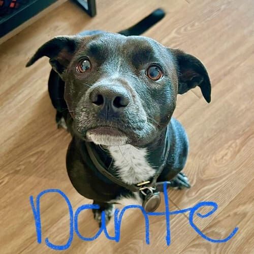 Pitbull named Dante enjoying daily dog walking services in Phoenix Arizona