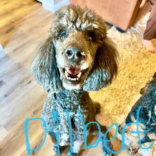 Standard poodle named Delbert participating in in-home dog training using positive reinforcement in Glendale Arizona