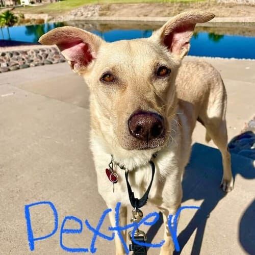 Rescue mix breed dog Dexter loves his hour long dog walks in Glendale, AZ