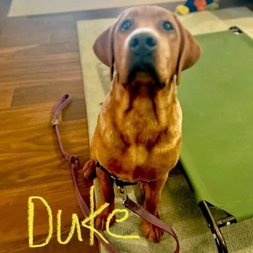 Golden retriever named Duke enjoying a dog walking session in Glendale Arizona