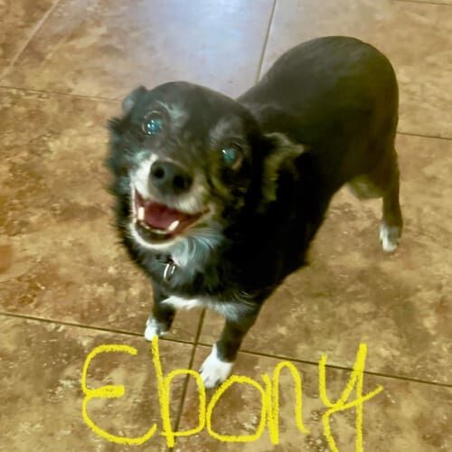 Small dog named Ebony receiving pet sitting care with support in Peoria Arizona