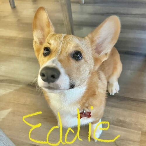 Corgi mix named Eddie receiving overnight in-home pet sitting care in Peoria Arizona