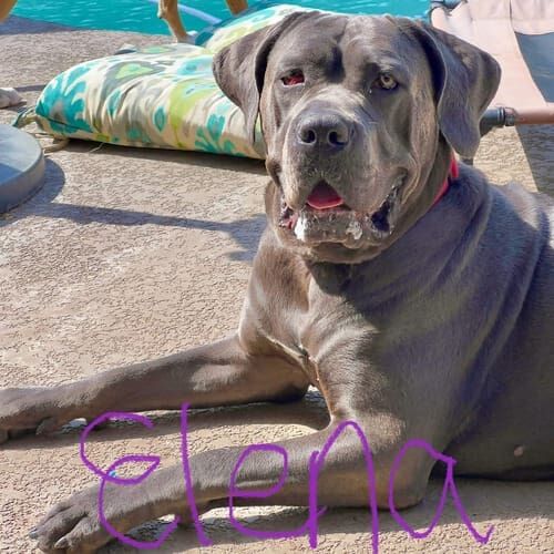 Cane Corso named Elena receiving in-home pet sitting care in Glendale Arizona