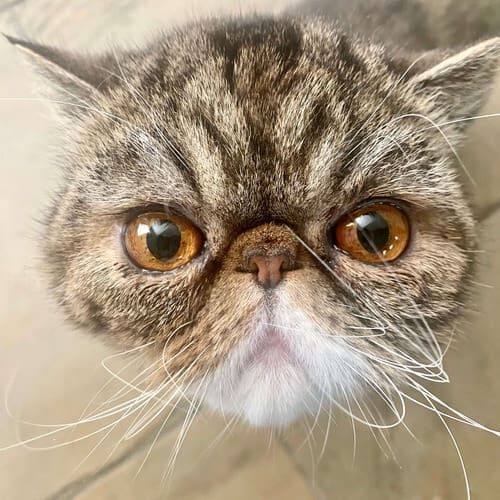 Milo the exotic domestic shorthair cat in Peoria, AZ Milo the exotic domestic shorthair cat in Peoria, AZ