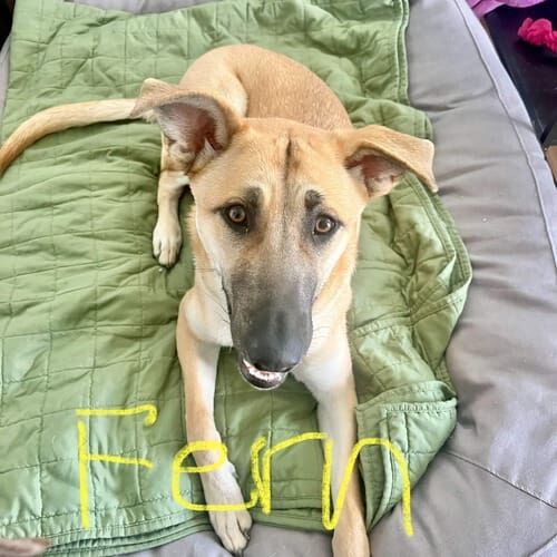 Malinois mix named Fern receiving in-home pet sitting visits in Phoenix Arizona