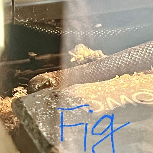 A black snake named fig during an in home pet sitting visit in Phoenix, AZ.