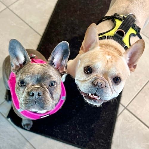 Two French bulldogs receiving pet sitting visits in Peoria Arizona
