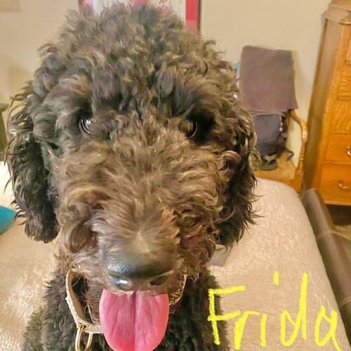 Labradoodle named Frida receiving overnight in-home pet sitting care in Phoenix Arizona