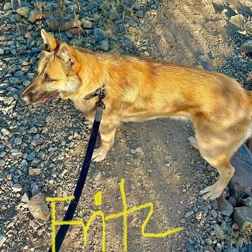 German shepherd named Fritz practicing leash training and controlled walking skills in Glendale Arizona