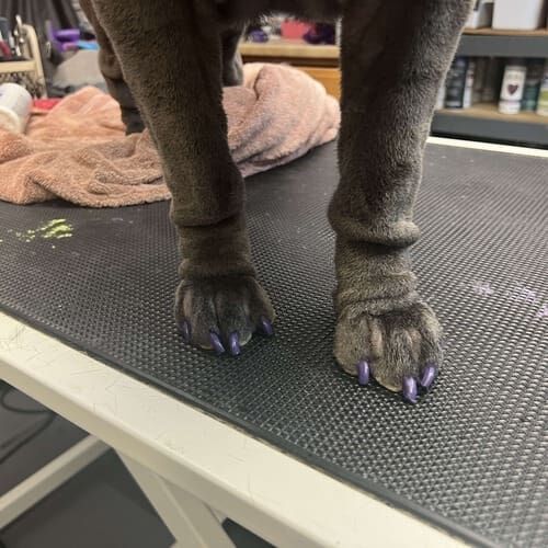 Dog nail painting service at FurBabies and Friends in Glendale, AZ.
