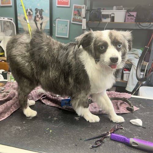 Ghost the toy Aussie was feeling fantastic and ready for his before and after dog grooming picture at FurBabies & Friends. Ghost the toy Aussie was feeling fantastic and ready for his before and after dog grooming picture at FurBabies & Friends.