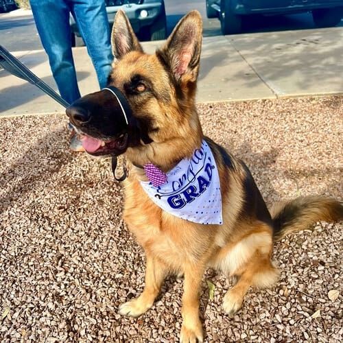 Revvy the German Shepherd was a happy girl after graduating from FurBabies & Friends group dog obedience class in Glendale, AZ.