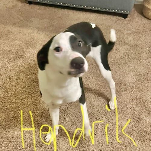 Black and white pitbull Hendrick receiving some much needed in-home dog training and fear based behavior modification help in Phoenix, AZ.