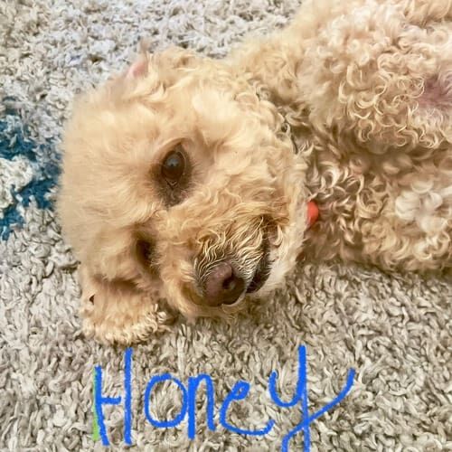 Lhasapoo puppy named Honey learning potty training using positive reinforcement in Glendale Arizona