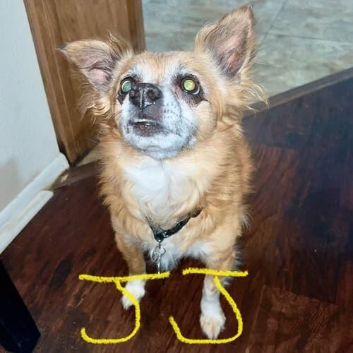 Senior dog named JJ receiving in-home pet sitting care with support for fearful behavior in Peoria Arizona