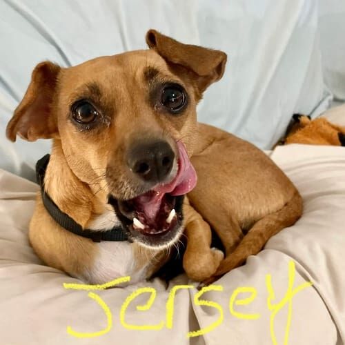 Terrier named Jersey receiving pet sitting care in Glendale Arizona