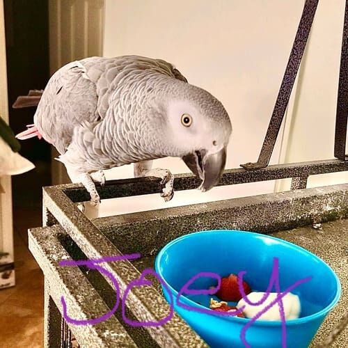 African Grey parrot named Joey during a pet sitting visit in Glendale Arizona
