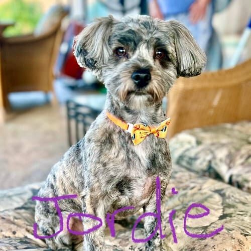 Small dog named Jordie participating in positive reinforcement training in Peoria Arizona