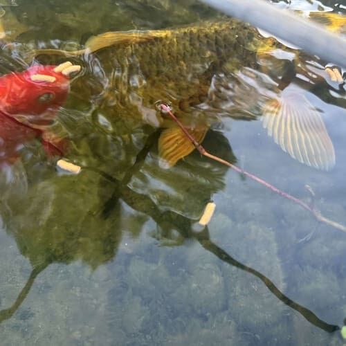 Koi fish receiving feeding and pond care during a pet sitting visit in Glendale Arizona