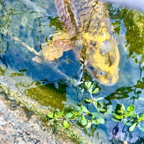 Koi fish in a pond during an in-home pet sitting visit in Peoria Arizona