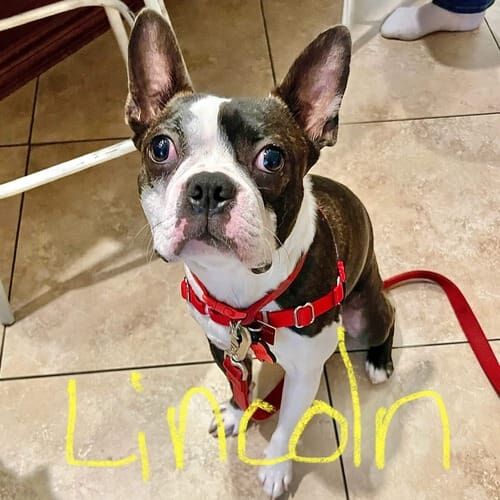 Boston terrier puppy named Lincoln working on leash reactivity during an obedience training class in Glendale Arizona