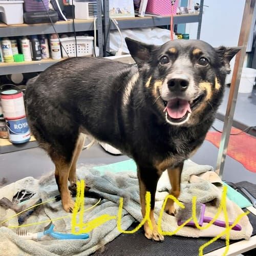 Dog named Lucy receiving a bath and deshedding grooming service in Glendale Arizona.