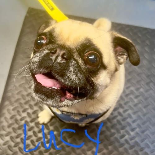 Pug Lucy needed a little extra TLC and care during her nail trimming service in Glendale, AZ.