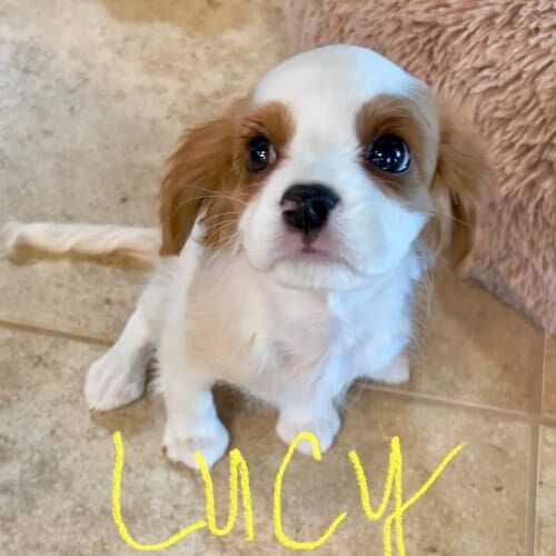 Springer spaniel puppy named Lucy learning potty training skills during an in-home session in Peoria Arizona