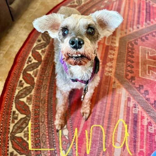 Senior dog named Luna receiving drop-in pet sitting visits at home in Glendale Arizona