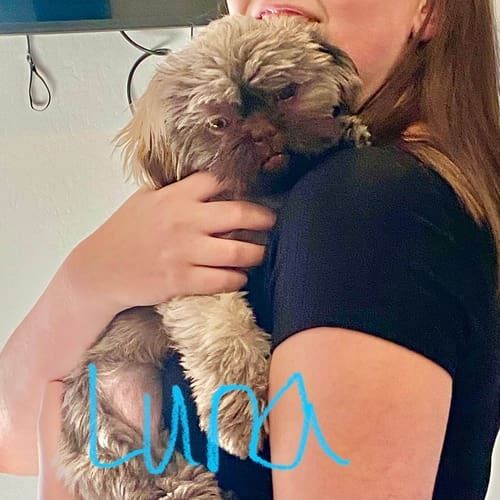 Shih Tzu puppy named Luna practicing training skills during an in-home session in Phoenix Arizona