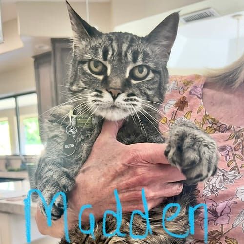 Senior cat named Madden posing reluctantly during a pet sitting visit in Glendale Arizona