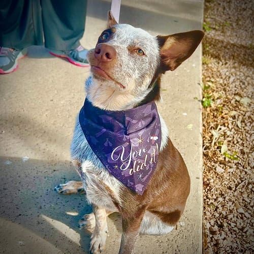 Maggie the cattle dog aced dog group obedience class and graduated top of her class with Furbabies & Friends in Glendale, AZ.