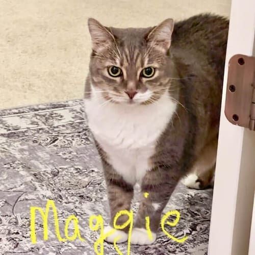 Cat named Maggie receiving care during a drop-in pet sitting visit in Phoenix Arizona