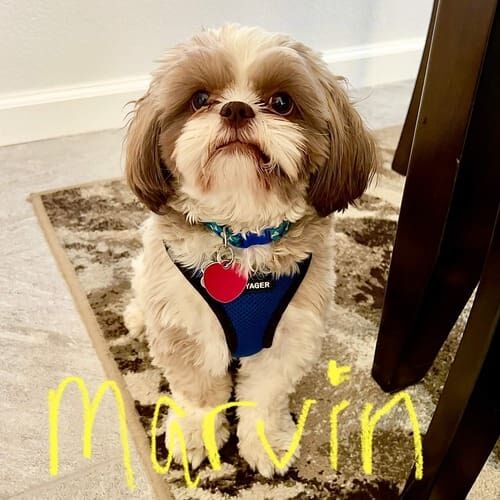 Shih Tzu named Marvin participating in leash reactivity training in Peoria Arizona