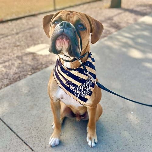Maverick the boxer showed off his skill and smarts in the beginning dog obedience class with FurBabies & Friends in Glendale, AZ>