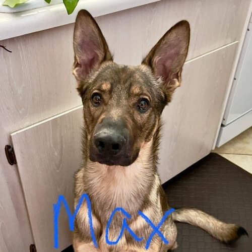German shepherd puppy named Max practicing obedience training during an in-home session in Phoenix Arizona