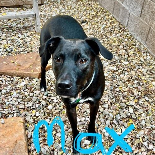 Pitbull named Max receiving in-home pet sitting care in Arrowhead Lakes Glendale Arizona
