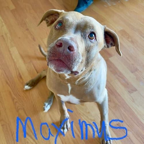 Pitbull named Maximus receiving in-home pet sitting care in Arrowhead Lakes Glendale Arizona