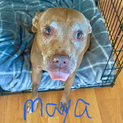Pitbull named Pisa receiving midday potty break services in Glendale Arizona