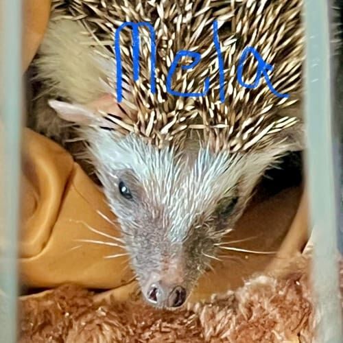 Hedgehog named Mela during a pet sitting visit in Phoenix Arizona