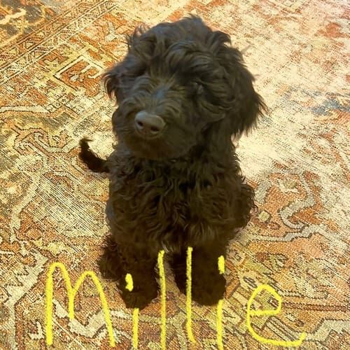 Labradoodle puppy named Millie learning puppy training skills using positive reinforcement during an in-home session in Phoenix Arizona